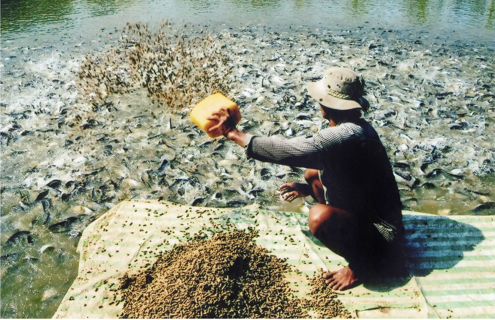 Menschen im Mekong-Delta füttern Futter, um Pangasius in Süßwasserteichen aufzuziehen - Kimmy Farm Vietnam
