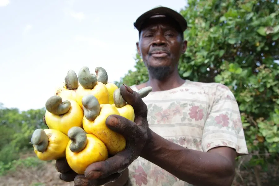 Hạt điều thô Tanzania là mặt hàng được nhiều quốc gia chuyên chẻ điều ưa chuộng vì chất lượng cùa hạt
