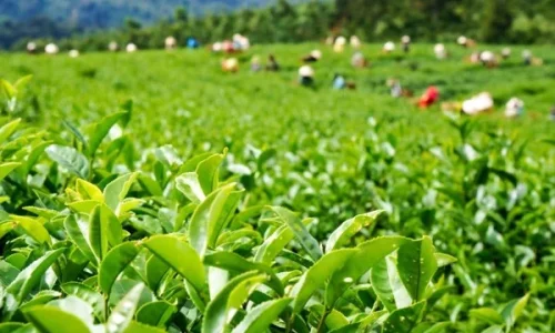vùng trồng trà xanh sử dụng phân ruồi lính đen